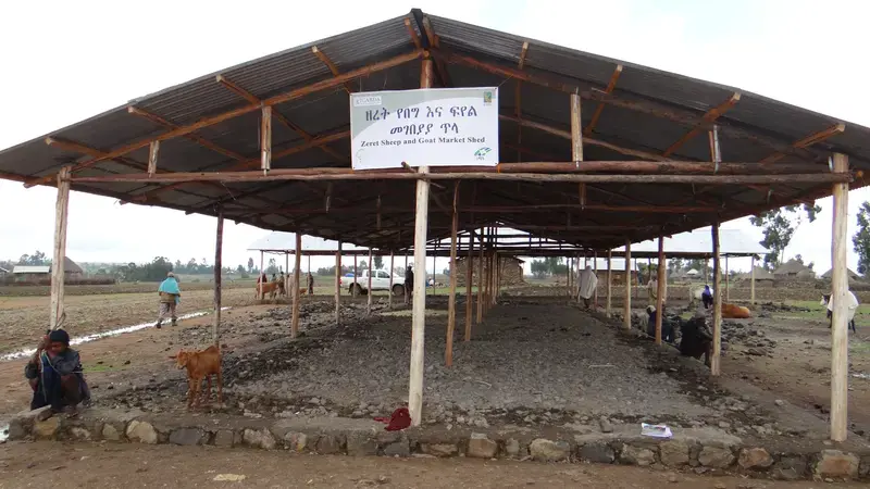 Market livestock sheds in Ethiopia increase farmers' income and attendance. Market livestock sheds in Ethiopia increase farmers' income and attendance.