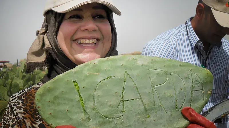 Cactus Lady Cactus Pear