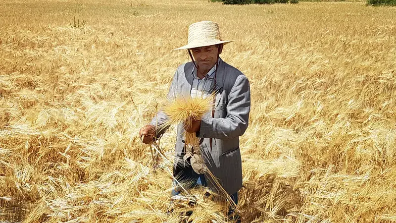 A Tunisian farmer in his barley field A Tunisian farmer in his barley field