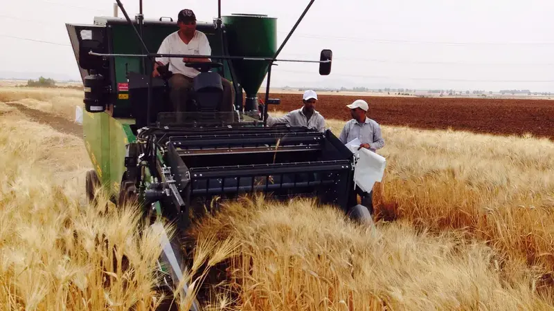 Heat tolerant wheat varieties