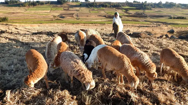 Community Based Sheep Breeding Community Based Sheep Breeding