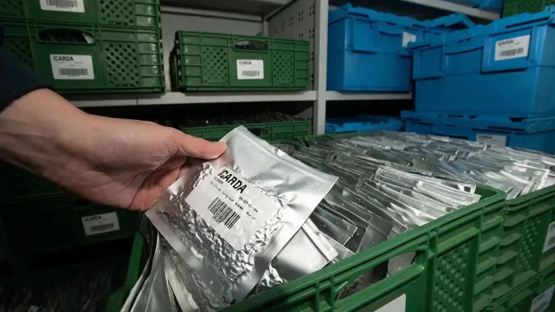 Genebank Manager Athanasios Tsivelikas in base collection cold room in Morocco -- Photo by Michael Major Genebank Manager Athanasios Tsivelikas in base collection cold room in Morocco -- Photo by Michael Major