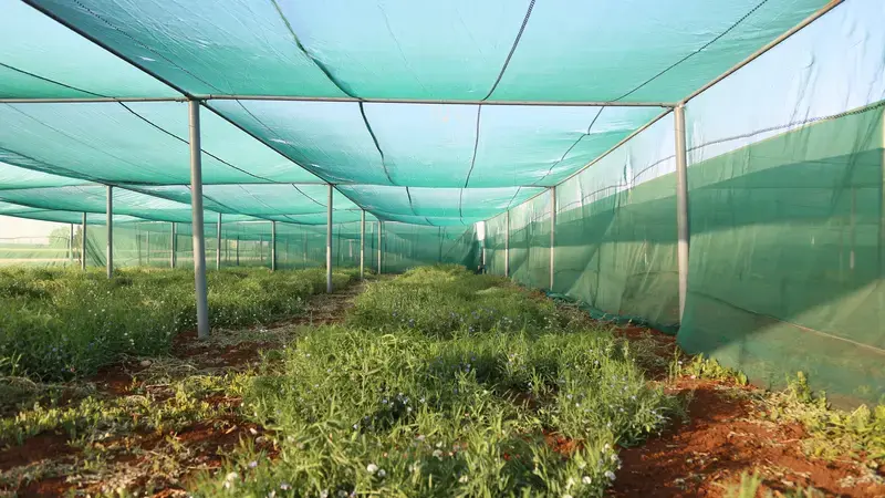 Greenhouse desert agriculture IDFS Greenhouse desert agriculture IDFS