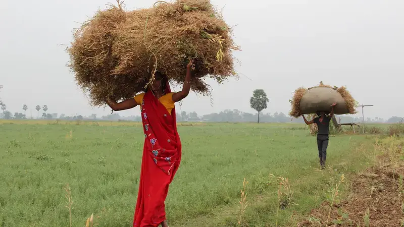 Women Carrying Lentils Harvest In South Asia Women Carrying Lentils Harvest In South Asia