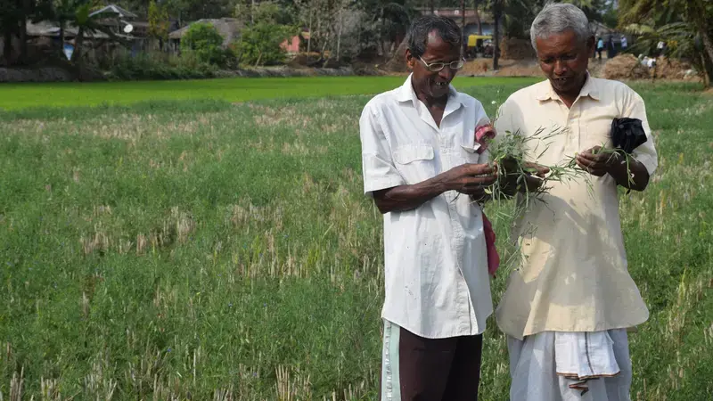 Early-maturing legume varieties that grow within short rice fallow seasons. Early-maturing legume varieties that grow within short rice fallow seasons.
