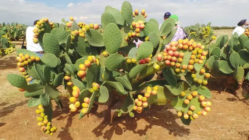 Climate Smart Crops - Spineless Cactus Spineless Cactus