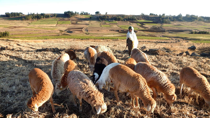 Integrated crop-livestock production systems cushion each sector from external pressure and optimize economic, social and environmental conditions.