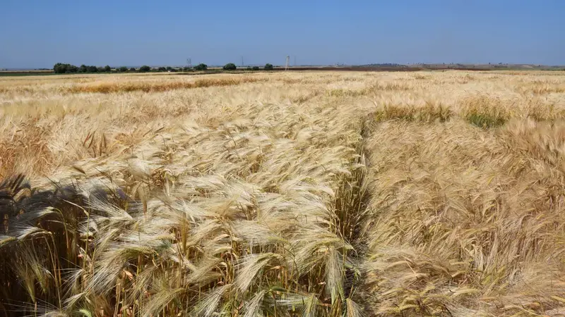 Our Climate Smart Crops - Barley Our Climate Smart Crops - Barley