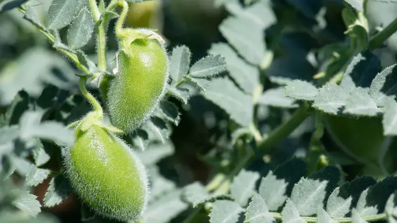 Our Climate Smart Crops - Kabuli Chickpea Our Climate Smart Crops - Kabuli Chickpea