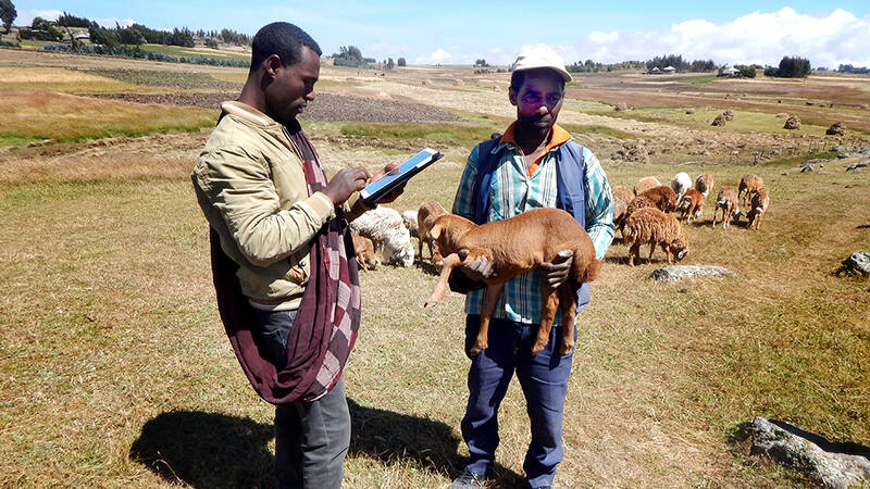 An enumerator capturing data in Menz sheep community-based breeding program, Ethiopia. Photo: Tesfaye Getachew