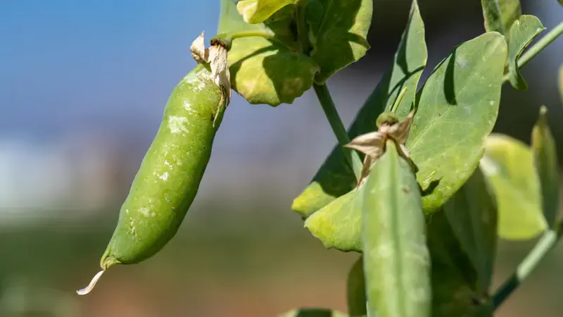 Our Climate Smart Crops - Faba Bean Our Climate Smart Crops - Faba Bean