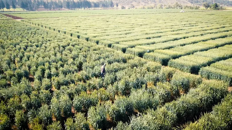 Forage Legumes 