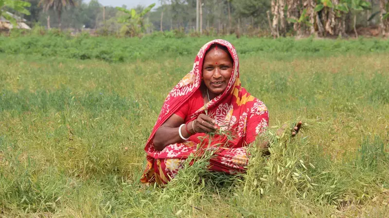Climate Smart Crop - Grass Pea Grass Pea
