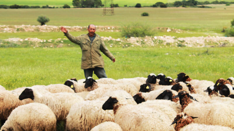 A black-headed Barbarine flock to illustrate the innovation on introgression of fecundity mutation.