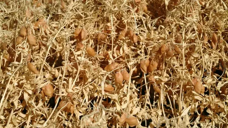 Climate Smart Crops - Lentils Climate Smart Crops - Lentils