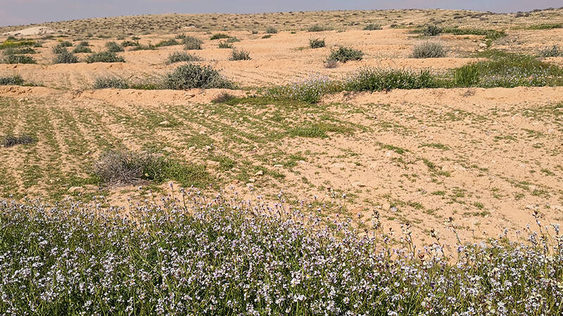 Rangeland Restoration