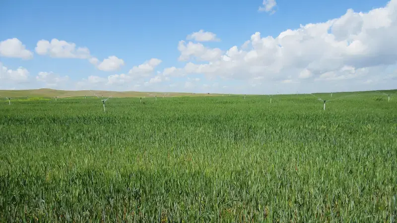Supplemental irrigation being applied to durum wheat fields in Kurdistan region of Iraq