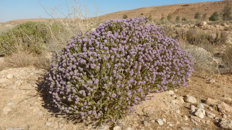 or Thyme in Tunisian rangelands Thymbra capitata (L.) Cav or Thyme in Tunisian rangelands