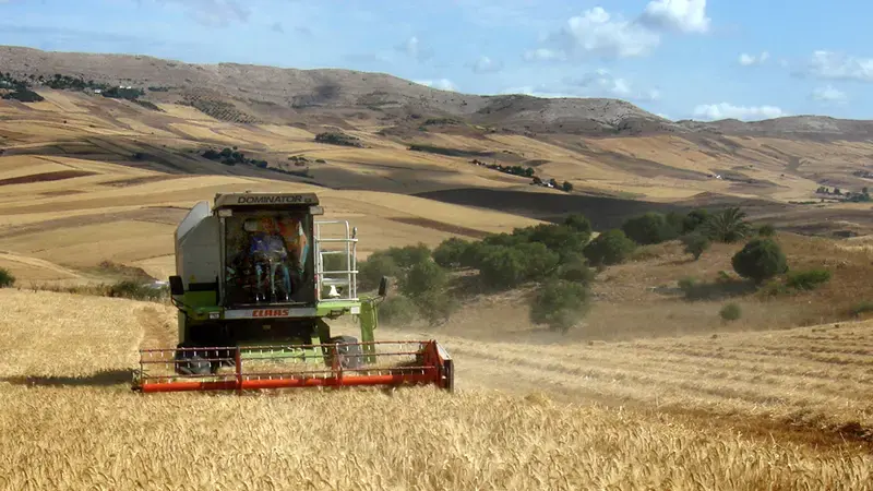 Harvesting a field of wheat under conservation agriculture cropping Harvesting a field of wheat under conservation agriculture cropping