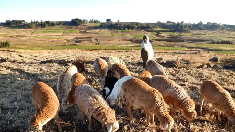 Community-based breeding programs are participatory, relatively cheap and implemented directly by farmers, making them useful to smallholders. Community-based breeding programs are participatory, relatively cheap and implemented directly by farmers, making them useful to smallholders.
