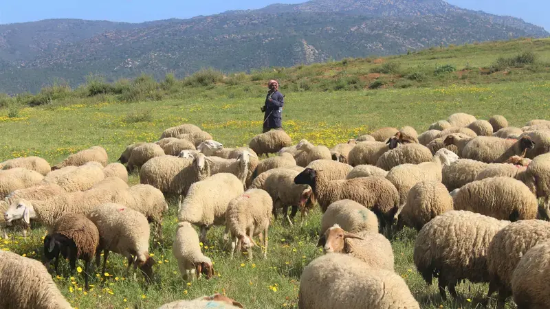 Sheep breeding in Tunisia Sheep breeding in Tunisia