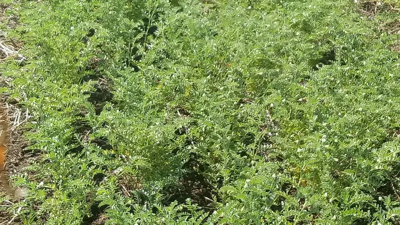 ICARDA's innovations offer sustainable means of raising productivity ICARDA's innovations offer sustainable means of raising productivity
