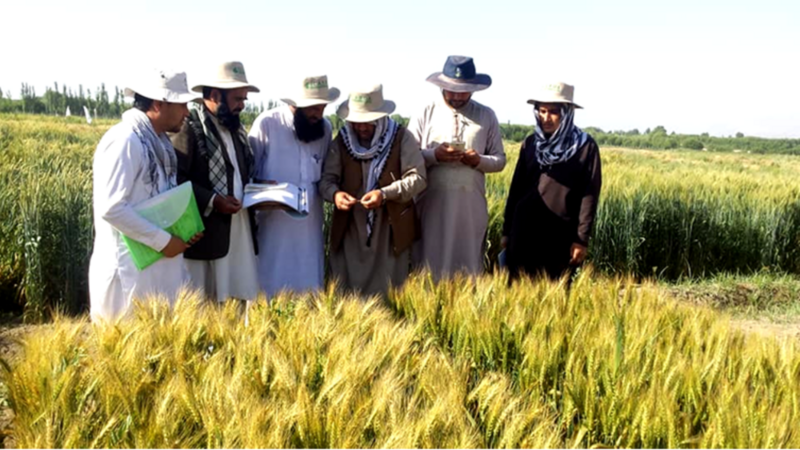 Field day in Afghanistan