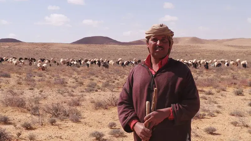 Tunis Herdsman