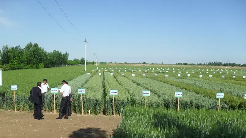 Uzbekistan Uzbek