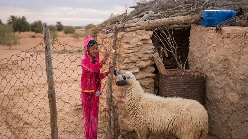 Sheep in rural Tunisia Sheep in rural Tunisia