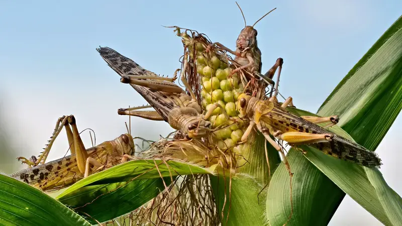 Desert Locusts devouring crops Desert Locusts devouring crops