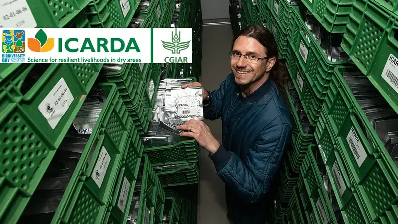 Dr. Athanasios Tsivelikas in the Morocco Genebank Dr. Athanasios Tsivelikas in the Morocco Genebank