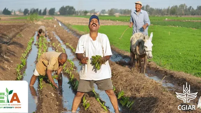 the launch of the CGIAR Excellence in Agronomy 2030 Initiative in CWANA