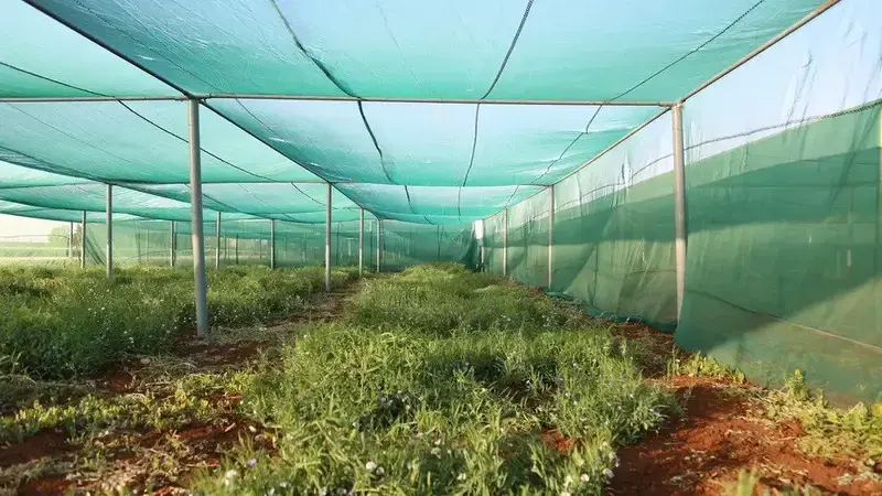 Greenhouse IDFS