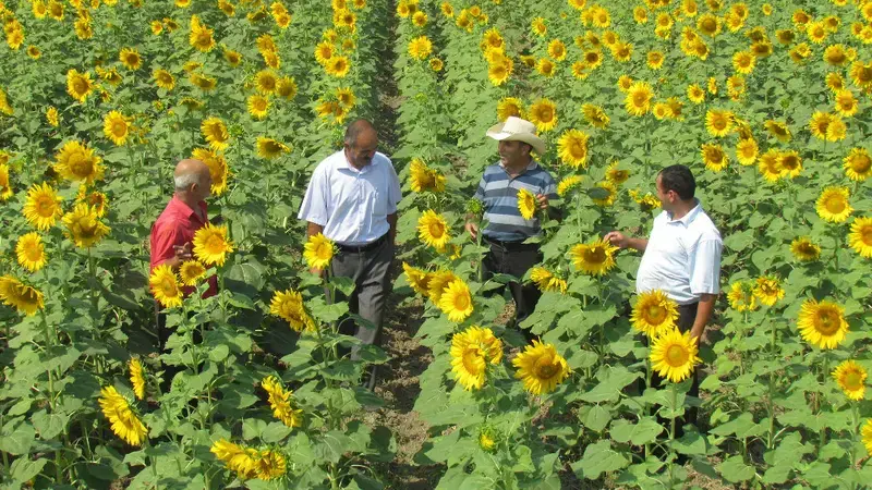 Sunflower crop after winter wheat with zero to minimal till farming