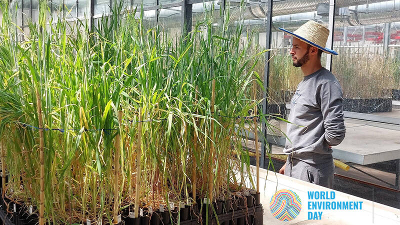 A technician at ICARDA's Morocco Genebank