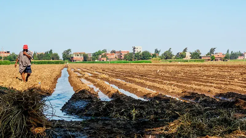 Egyptian farmers dig furrows and beds into the soil for better irrigation efficiency Egyptian farmers dig furrows and beds into the soil for better irrigation efficiency