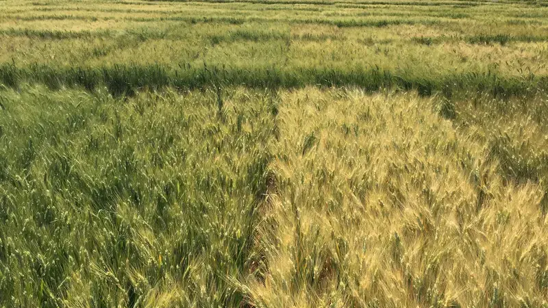Durum Wheat Field Durum Wheat Field