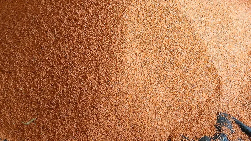 Lentil