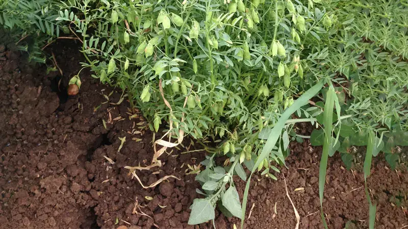Lenitls Lentils