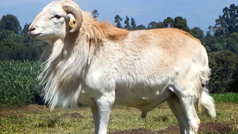 Selected Doyogena ram for use in artificial insemination Selected Doyogena ram for use in artificial insemination