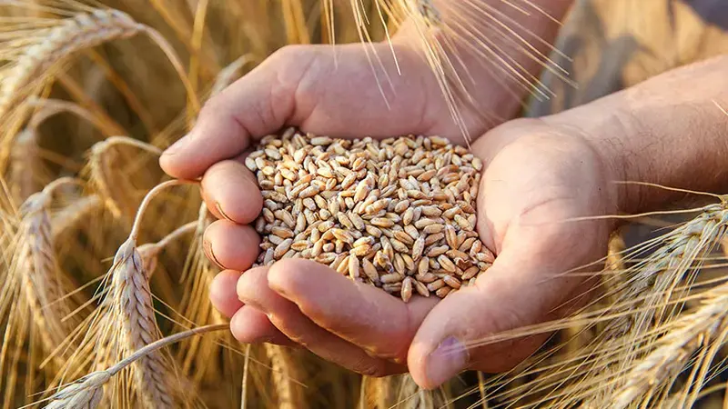 Wheat Wheat