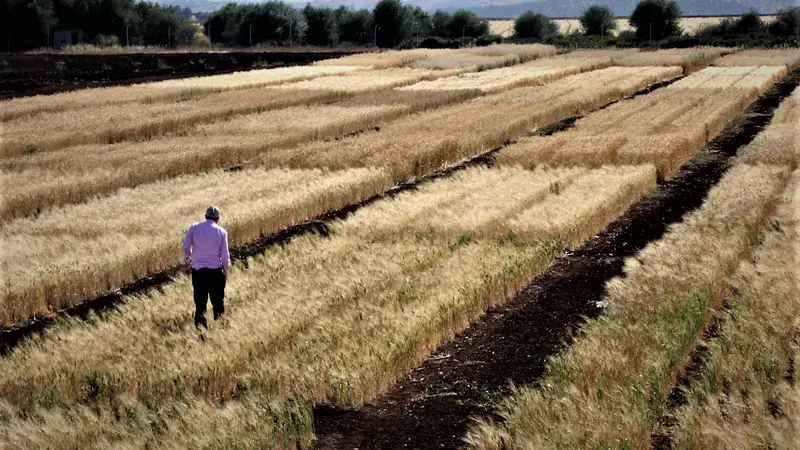 Wheat Field Wheat Field