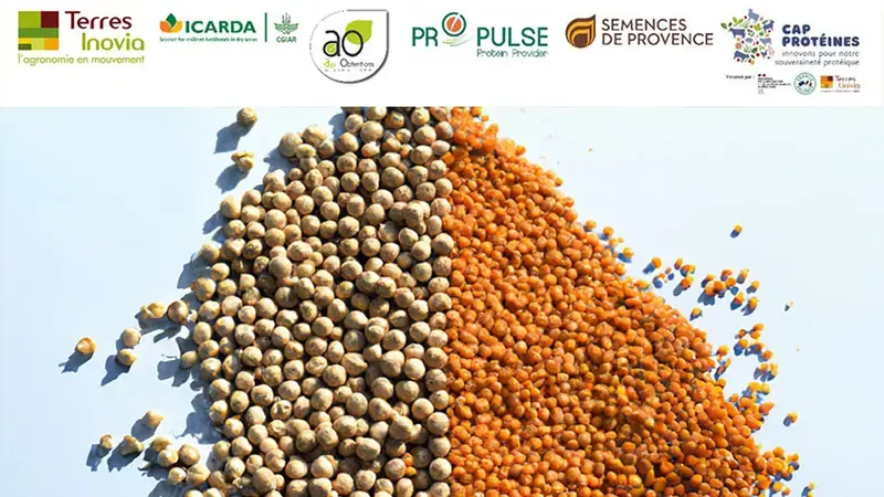 lentil and big chickpea lentil and big chickpea