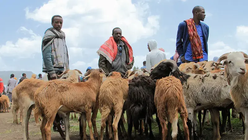Local Sheep Market - Ethiopia Local Sheep Market - Ethiopia