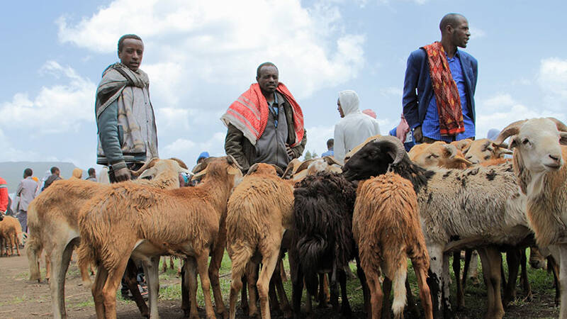 Local Sheep Market - Ethiopia