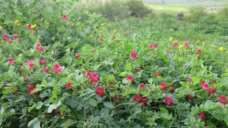 Forage Legume (Sulla) in Central Tunisia - Photo by: Mounir Louahichi Forage Legume (Sulla) in Central Tunisia - Photo by: Mounir Louahichi