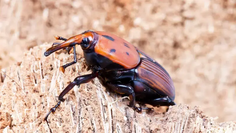 Red Palm Weevil Red Palm Weevil