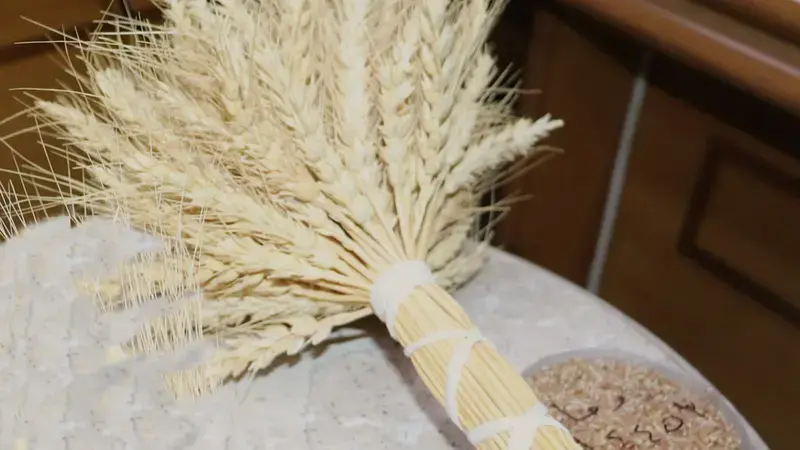 Cham 12 Wheat Variety (Code name: Douma 64453 by GCSAR) Cham 12 Wheat Variety (Code name: Douma 64453 by GCSAR)