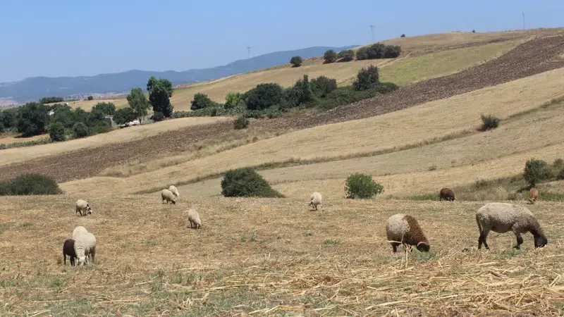 Sheep grazing stubble in the site of Fernana – Northwestern Tunisia (Photo credit: Zied Idoudi/ICARDA) Sheep grazing stubble in the site of Fernana – Northwestern Tunisia (Photo credit: Zied Idoudi/ICARDA)